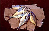 Aden  - Fischmarkt