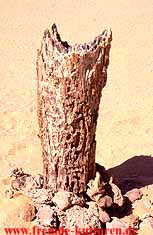 Versteinerter Baum im Djado