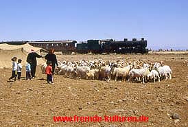 Beduinen mit ihrer Schafherde