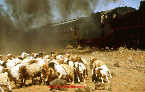 Fliehende Schafherde am Bahndamm an der Strecke Damaskus-Dera'a